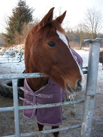 Reitschule 2